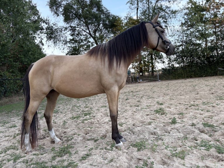 NRPS Stute 4 Jahre 146 cm Buckskin in Maashees