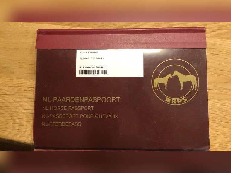 NRPS Stute 4 Jahre 147 cm Brauner in Zolder