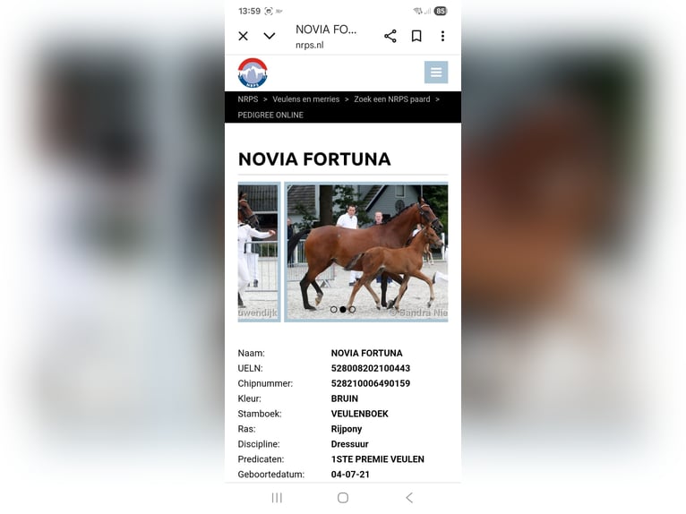 NRPS Stute 4 Jahre 147 cm Brauner in Zolder