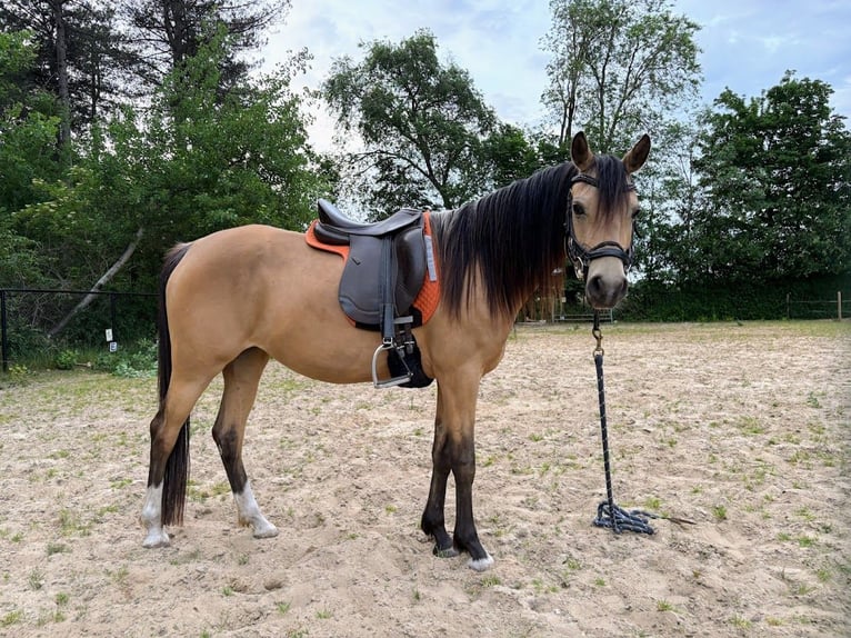NRPS Stute 4 Jahre 147 cm Buckskin in Maashees