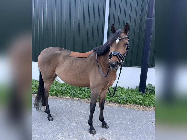 NRPS Stute 4 Jahre 148 cm Brauner in Oss