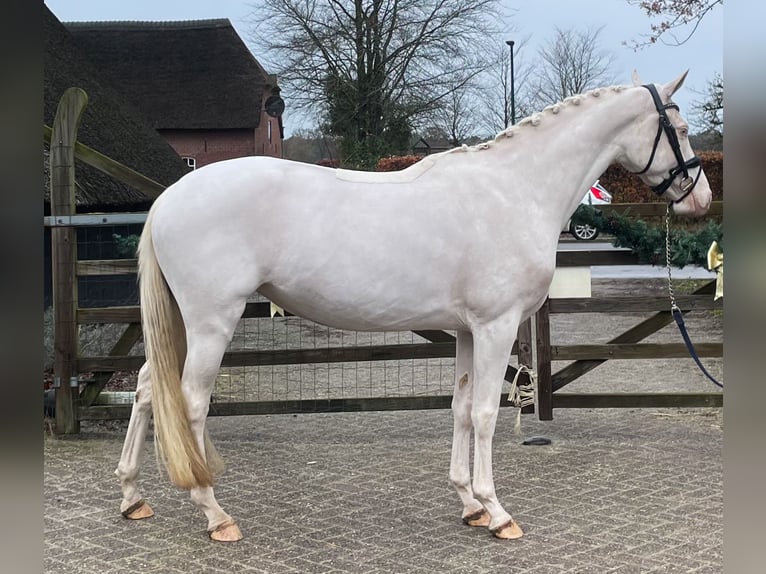 NRPS Stute 4 Jahre 153 cm Cremello in Helvoirt
