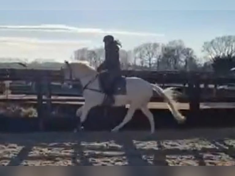 NRPS Stute 4 Jahre 153 cm Cremello in Helvoirt