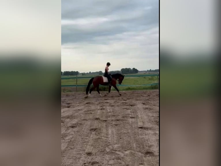 NRPS Stute 4 Jahre 166 cm Brauner in Lekkerkerk