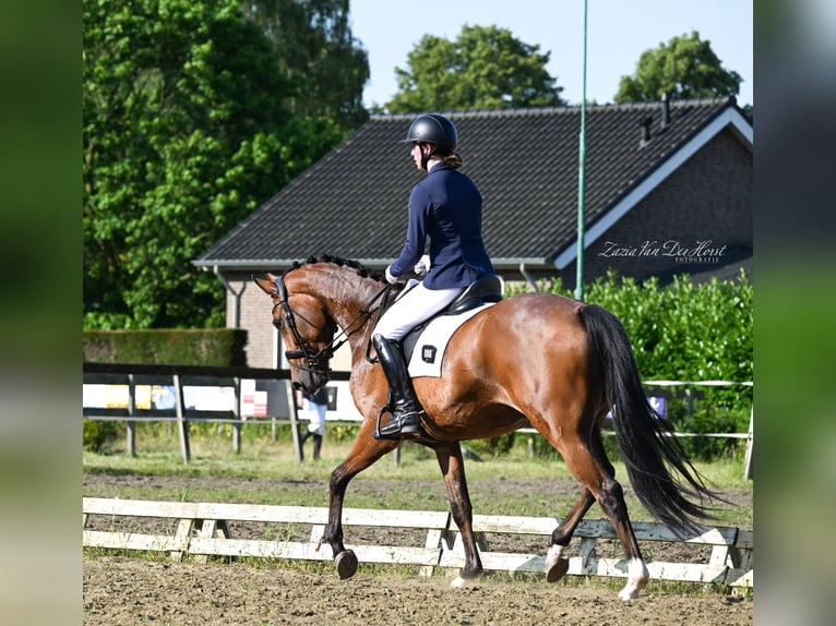 NRPS Stute 4 Jahre 168 cm in Vinkel