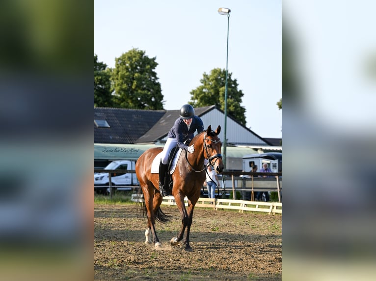 NRPS Stute 4 Jahre 168 cm in Vinkel