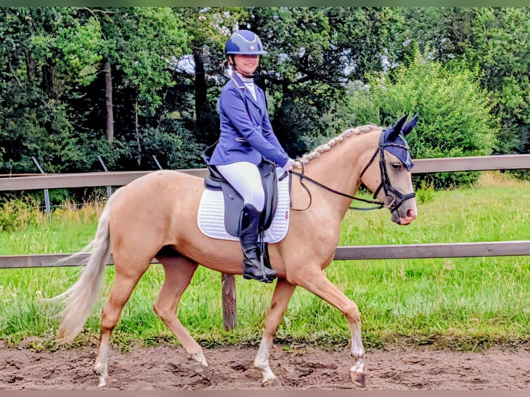 NRPS Stute 5 Jahre 142 cm Palomino in Wachtum