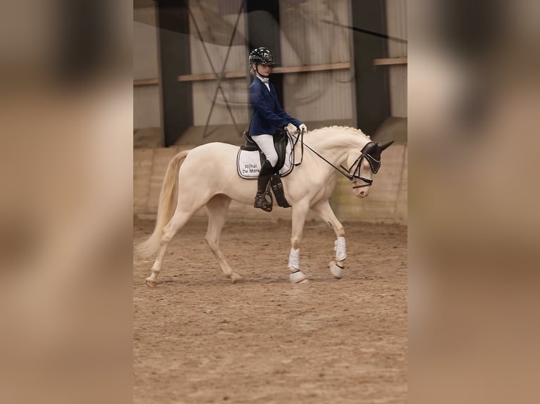 NRPS Stute 5 Jahre 143 cm Perlino in Dalen