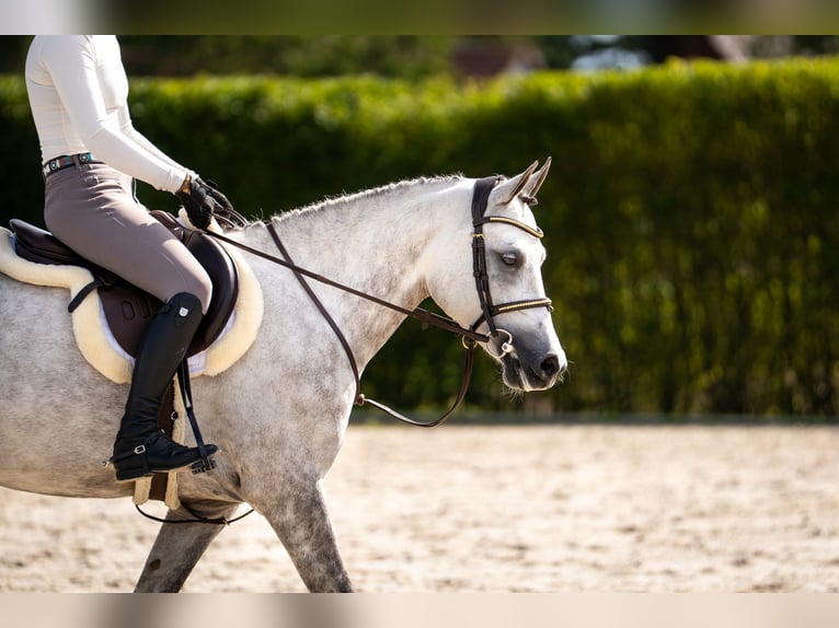 NRPS Stute 5 Jahre 147 cm Schimmel in Hegelsom