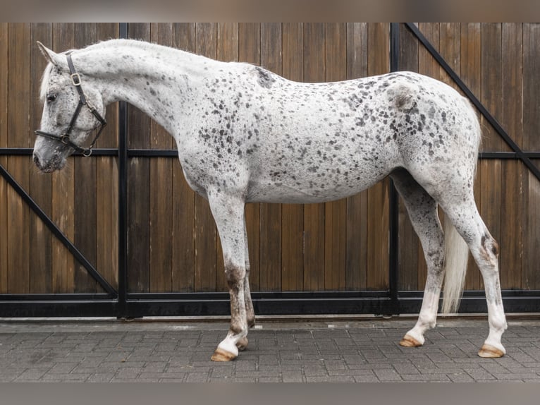 NRPS Stute 5 Jahre 147 cm Tigerschecke in Kaatsheuvel