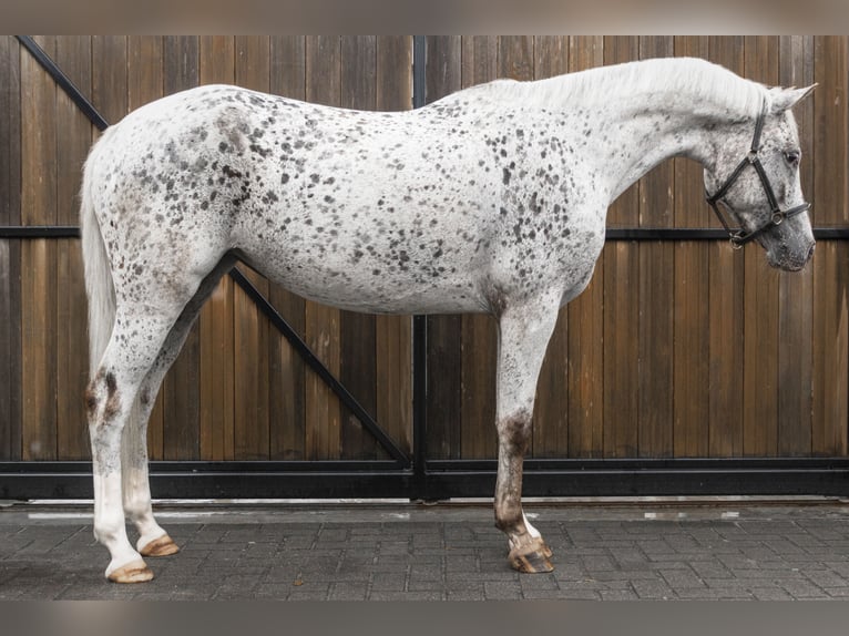 NRPS Stute 5 Jahre 147 cm Tigerschecke in Kaatsheuvel