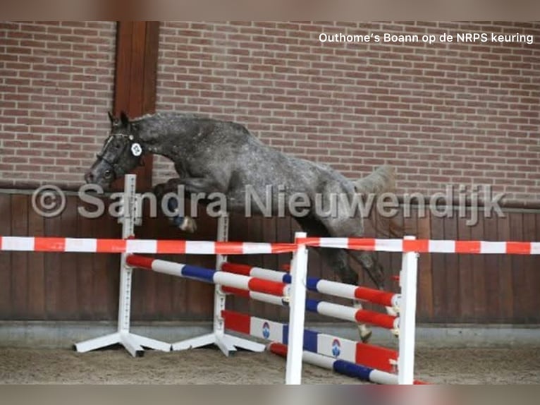 NRPS Stute 5 Jahre 147 cm Tigerschecke in Kaatsheuvel