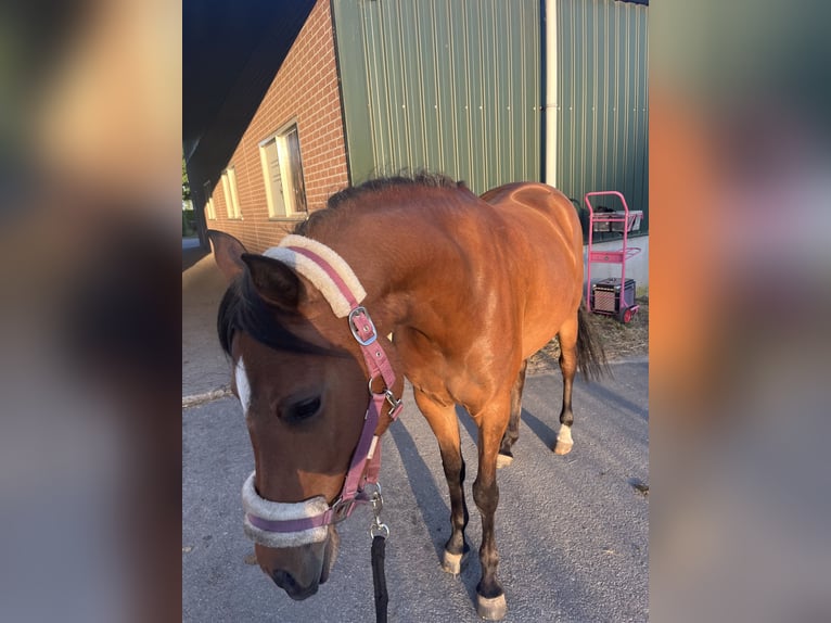 NRPS Stute 5 Jahre 148 cm Brauner in Oss