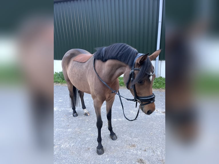 NRPS Stute 5 Jahre 148 cm in Oss