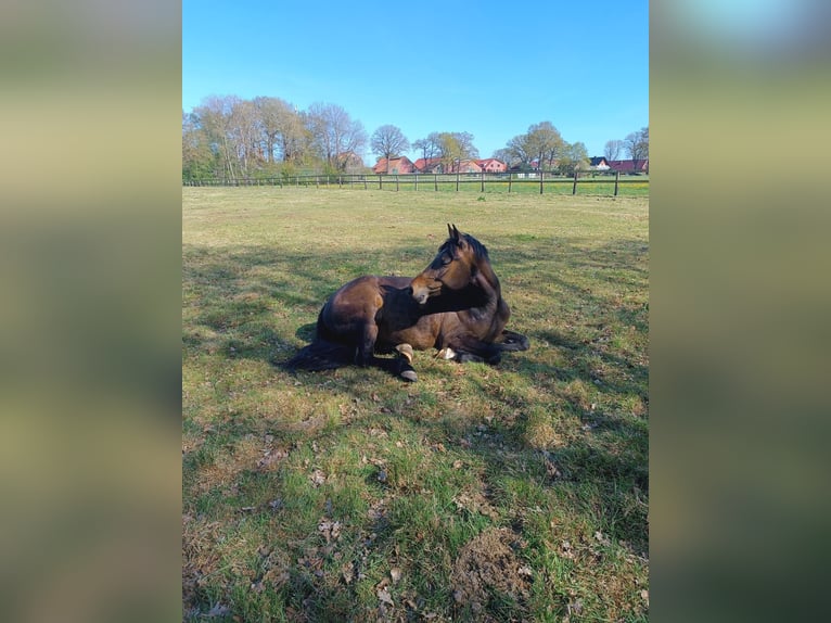 NRPS Stute 5 Jahre 148 cm Dunkelbrauner in Dörpen