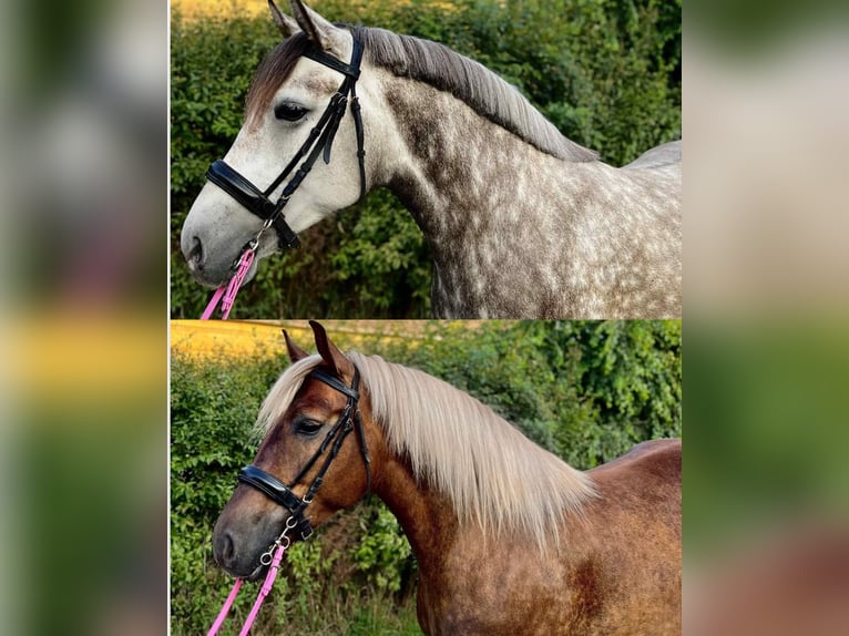 NRPS Stute 5 Jahre 150 cm Dunkelfuchs in Zwartewaal