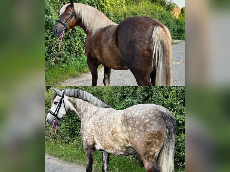 NRPS Stute 5 Jahre 150 cm Dunkelfuchs in Zwartewaal