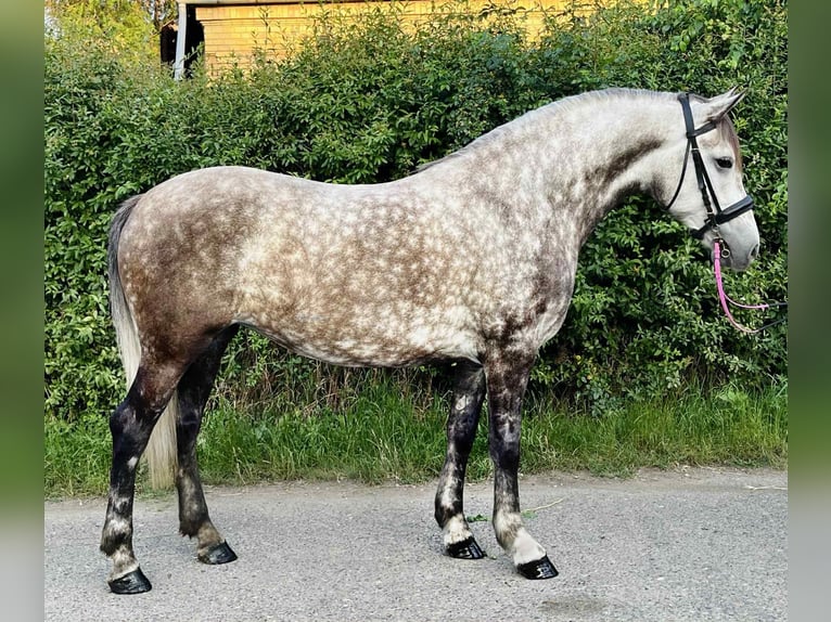 NRPS Stute 5 Jahre 150 cm Dunkelfuchs in Zwartewaal