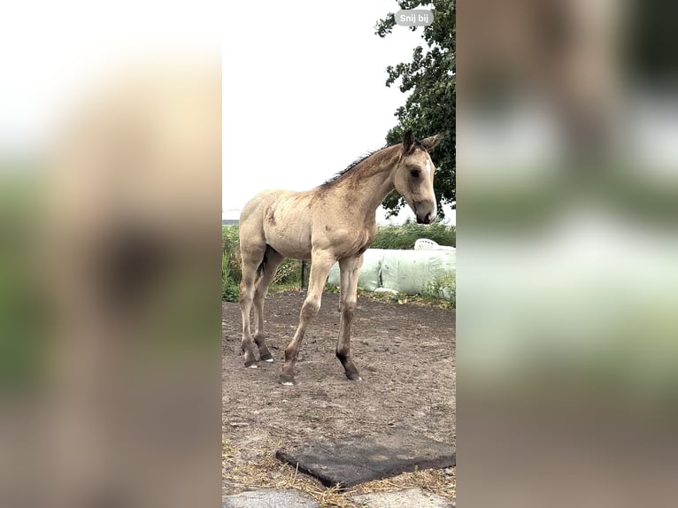 NRPS Stute 5 Jahre 150 cm Dunkelfuchs in Zwartewaal