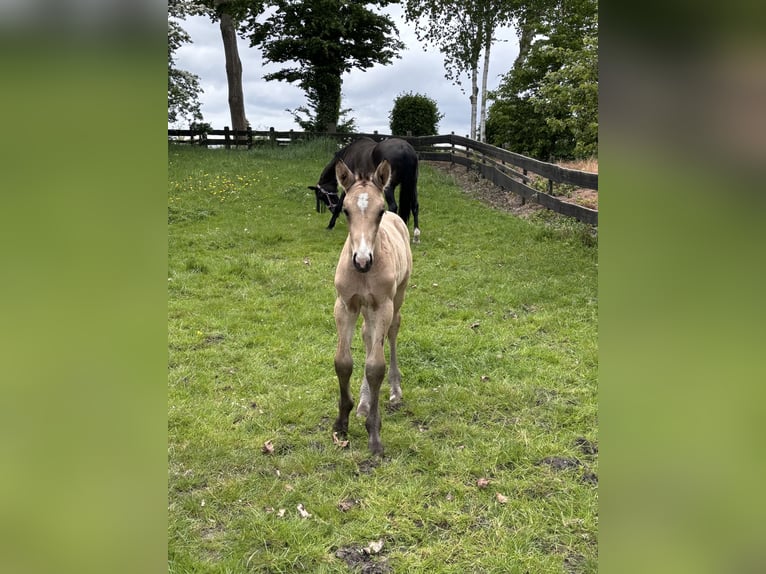 NRPS Stute 5 Jahre 150 cm Dunkelfuchs in Zwartewaal