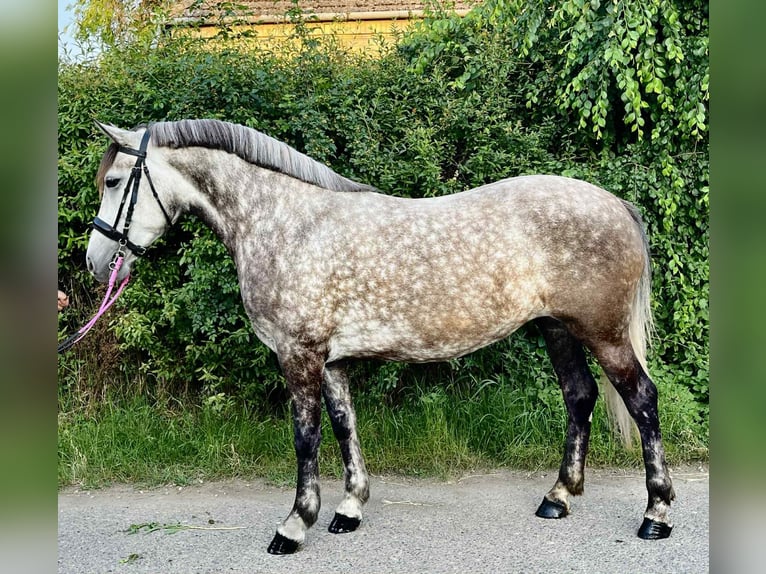 NRPS Stute 5 Jahre 150 cm Dunkelfuchs in Zwartewaal