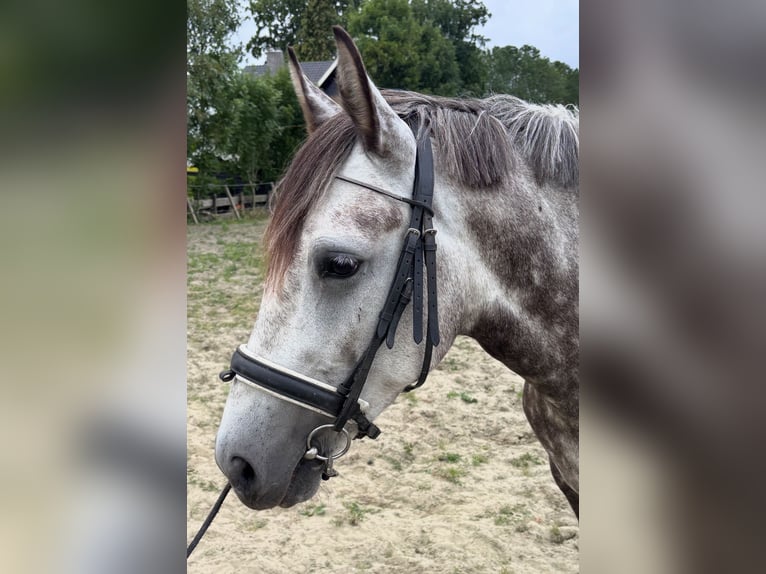 NRPS Stute 5 Jahre 150 cm Dunkelfuchs in Zwartewaal