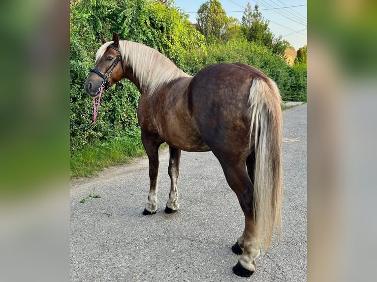 NRPS Stute 5 Jahre 150 cm Dunkelfuchs in Zwartewaal