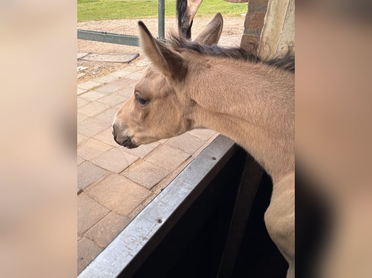 NRPS Stute 5 Jahre 150 cm Dunkelfuchs in Zwartewaal
