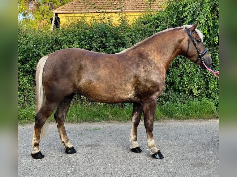 NRPS Stute 5 Jahre 150 cm Dunkelfuchs in Zwartewaal