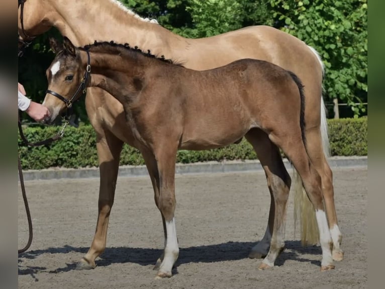 NRPS Stute 5 Jahre 151 cm Buckskin in Dormagen
