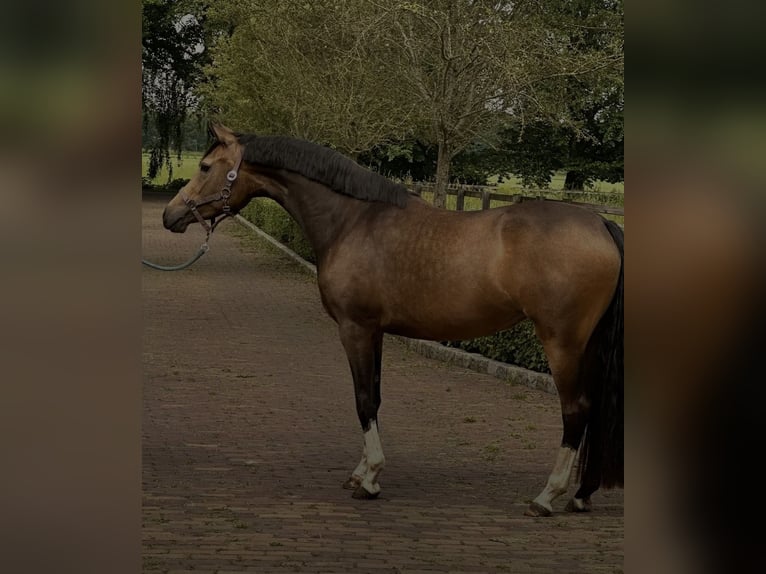NRPS Stute 5 Jahre 151 cm Buckskin in Dormagen