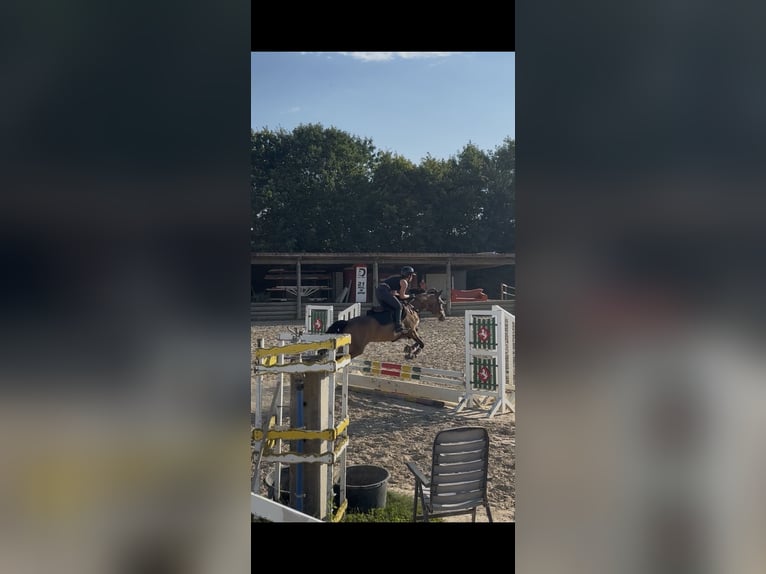 NRPS Stute 5 Jahre 151 cm Buckskin in Dormagen