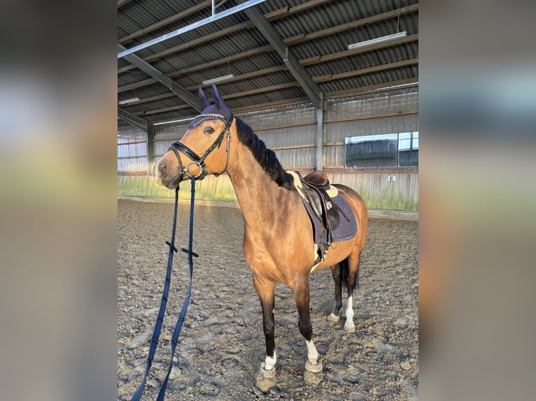 NRPS Stute 5 Jahre 151 cm Buckskin in Dormagen