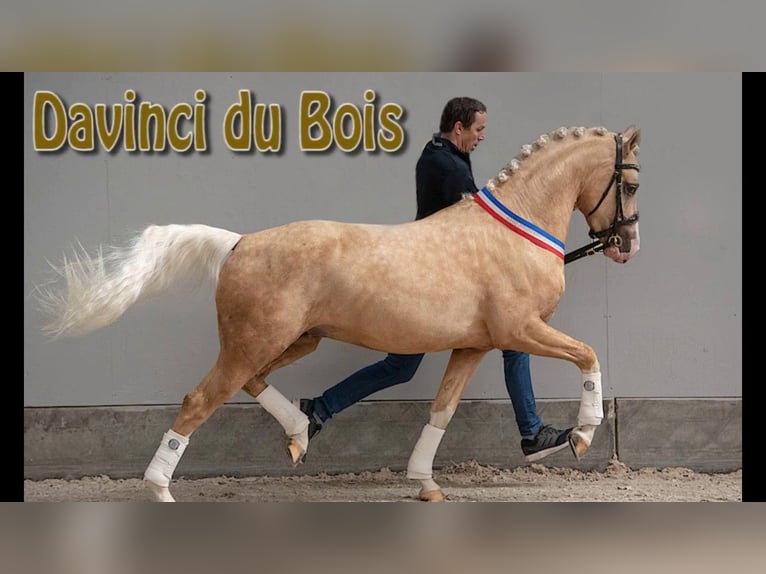 NRPS Stute 5 Jahre 153 cm Schimmel in soumagne