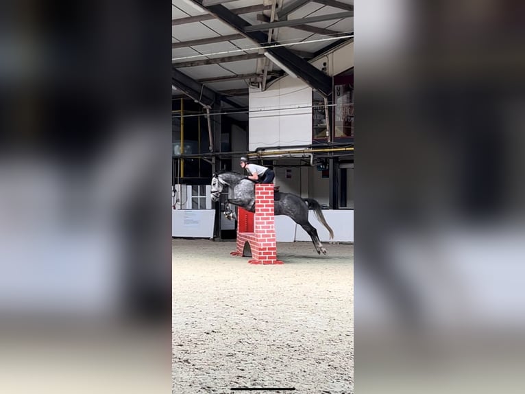 NRPS Stute 5 Jahre 164 cm Schimmel in Beilen