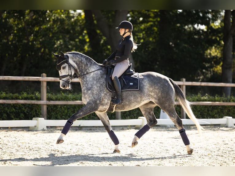 NRPS Stute 5 Jahre 164 cm Schimmel in Beilen
