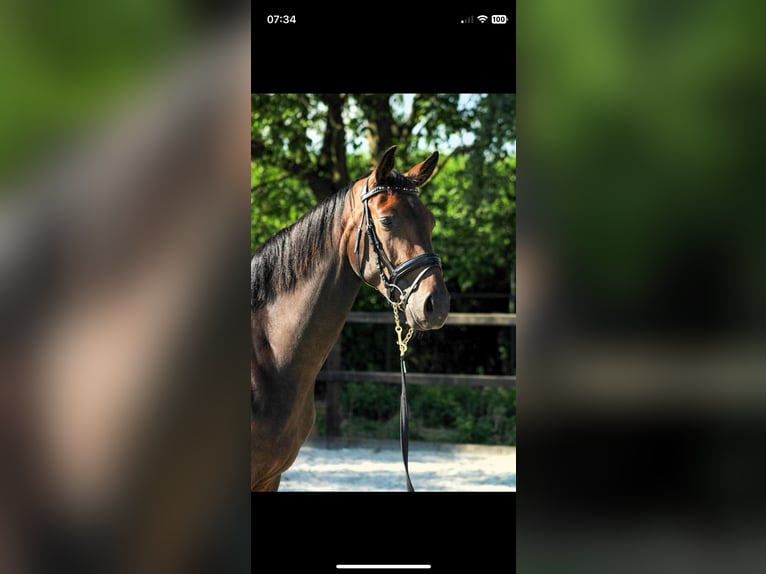 NRPS Stute 5 Jahre 165 cm Dunkelbrauner in Nieuwendijk