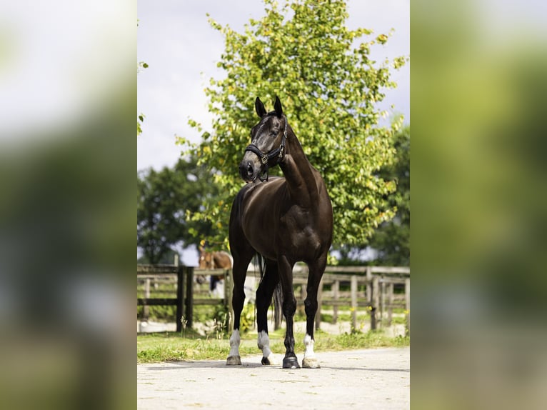 NRPS Stute 5 Jahre 174 cm Schwarzbrauner in Berghem