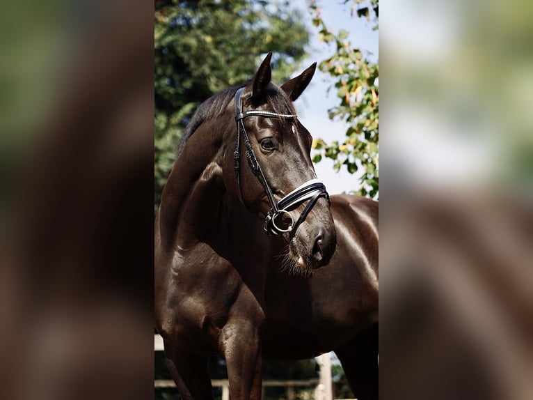 NRPS Stute 5 Jahre 174 cm Schwarzbrauner in Berghem