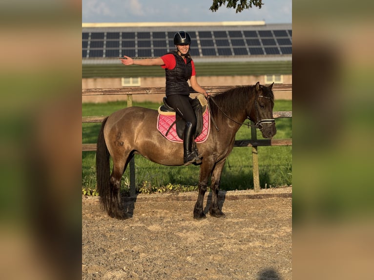 NRPS Stute 6 Jahre 142 cm Dunkelbrauner in IJsselstein