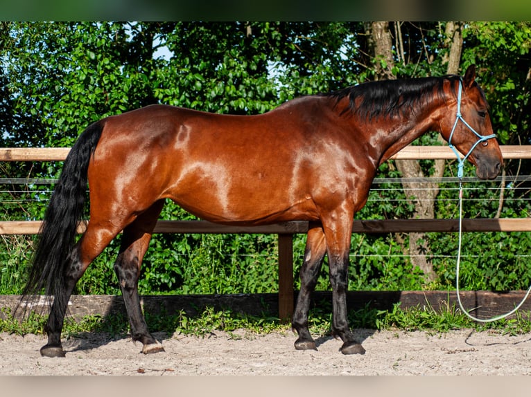 NRPS Stute 6 Jahre 163 cm Brauner in Drachten