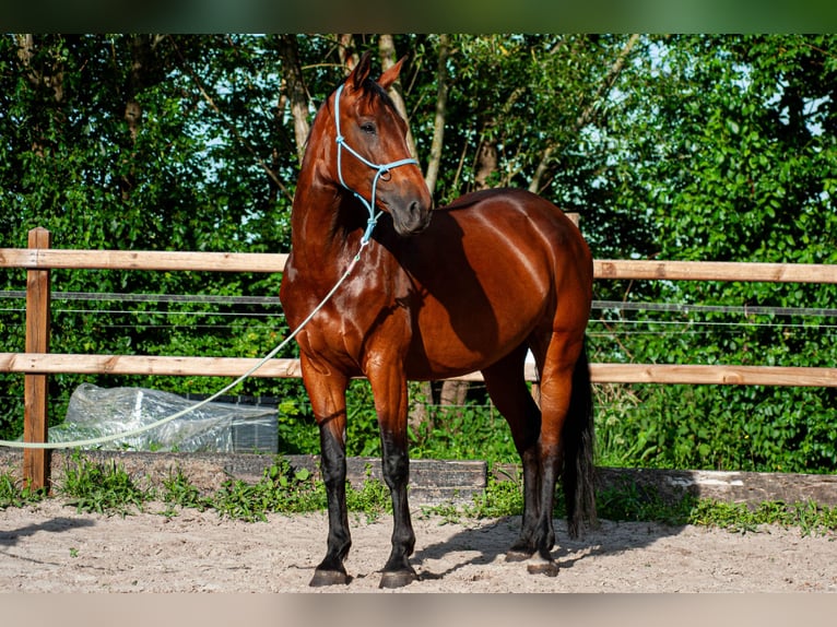 NRPS Stute 6 Jahre 163 cm Brauner in Drachten