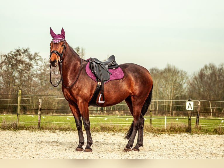 NRPS Stute 6 Jahre 163 cm Brauner in Drachten