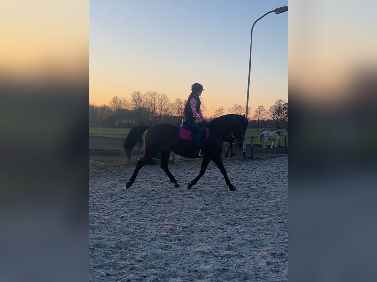 NRPS Stute 6 Jahre 163 cm Brauner in Drachten