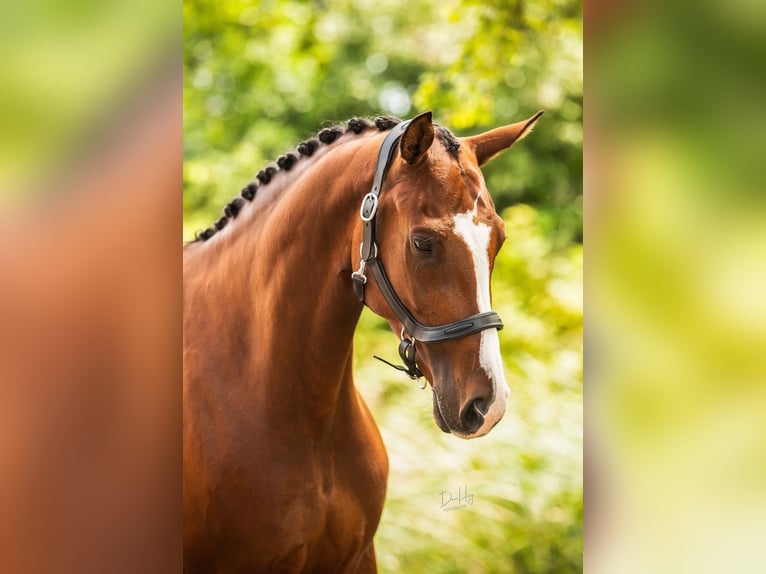 NRPS Stute 6 Jahre 165 cm Brauner in Tholen
