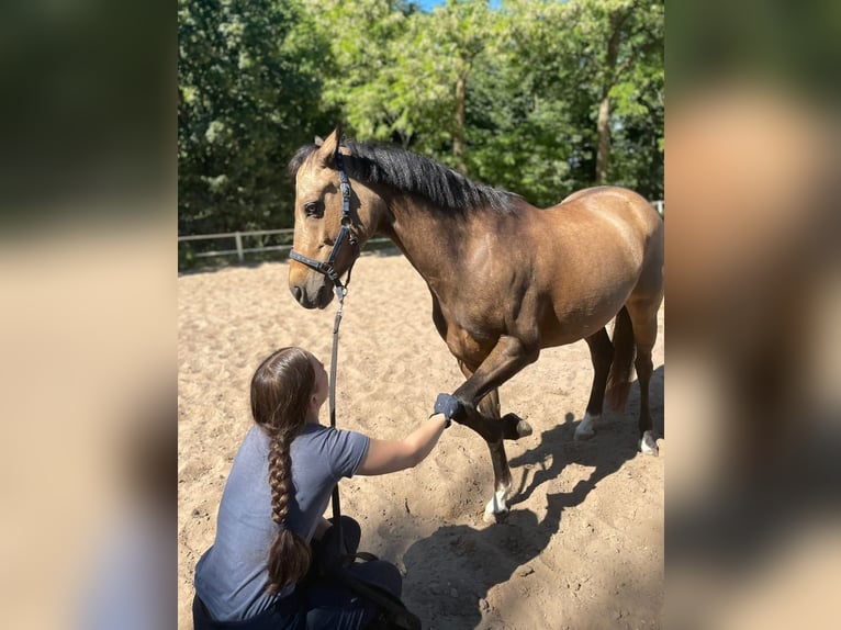 NRPS Stute 7 Jahre 145 cm Buckskin in Mainz
