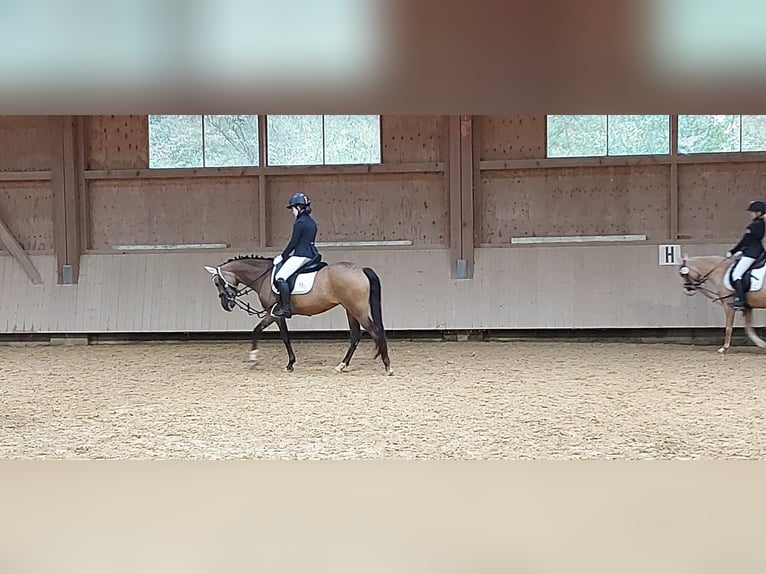 NRPS Stute 7 Jahre 145 cm Buckskin in Mainz