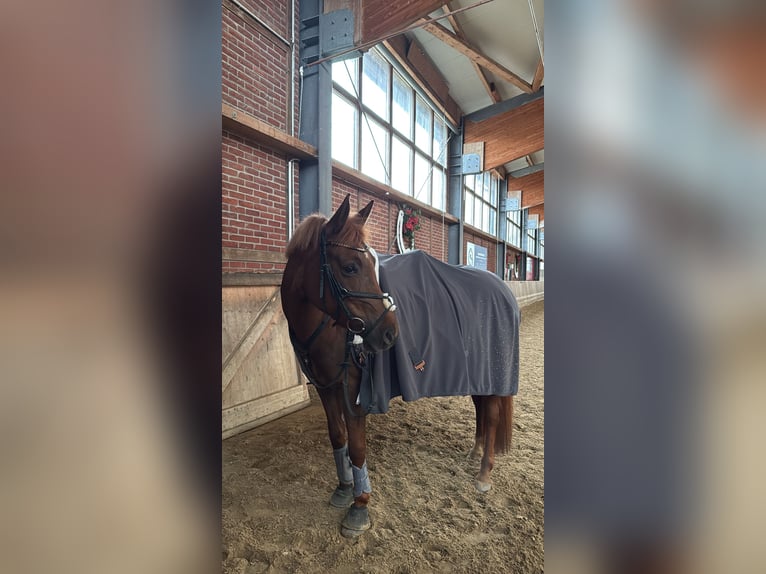 NRPS Stute 7 Jahre 150 cm Dunkelfuchs in Köln