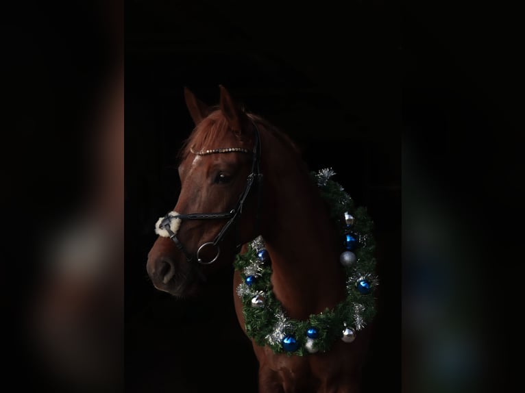 NRPS Stute 7 Jahre 150 cm Dunkelfuchs in Köln