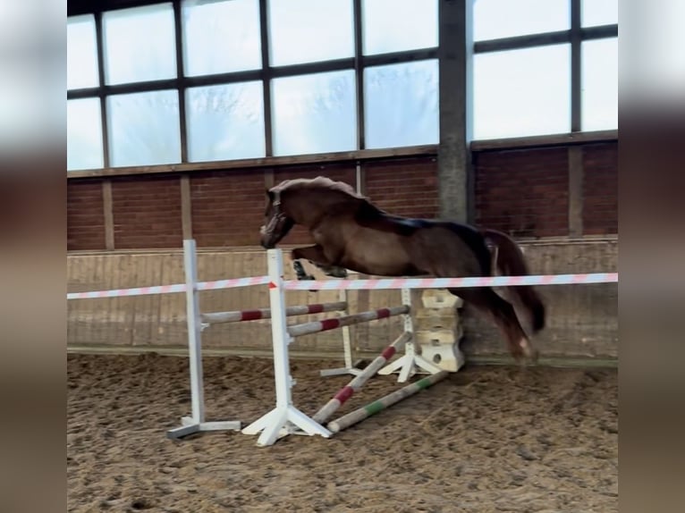 NRPS Stute 7 Jahre 150 cm Dunkelfuchs in Köln